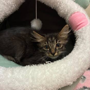 Peter -  Domestic Medium Hair Cat for Adoption in Layton, Utah - Peter | PetCurious