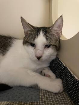 Rescue Domestic Short Hair Cats for Adoption in Cooperstown, New York - Neptune | PetCurious