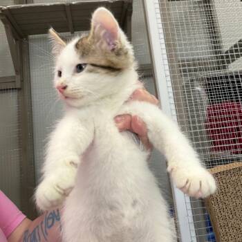 Tempo -  Domestic Short Hair Cat for Adoption in Carroll, Iowa - Tempo | PetCurious
