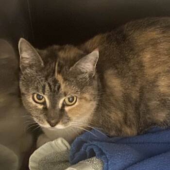 Rescue Domestic Short Hair Cats for Adoption in Gloucester, Virginia - Ugg Boots | PetCurious