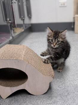 Merlot -  Domestic Medium Hair and Tabby Cat for Adoption in Orland Hills, Illinois - Merlot | PetCurious