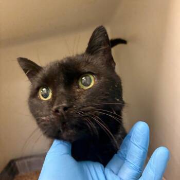 Mister Kisses -  Domestic Short Hair Cat for Adoption in Harrisonburg, Virginia - Mister Kisses | PetCurious
