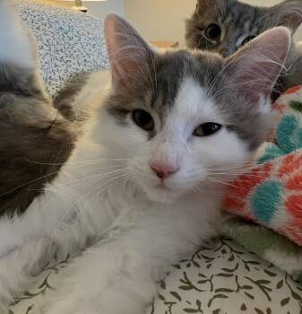 Nix -  Domestic Long Hair Cat for Adoption in Buffalo, New York - Nix | PetCurious