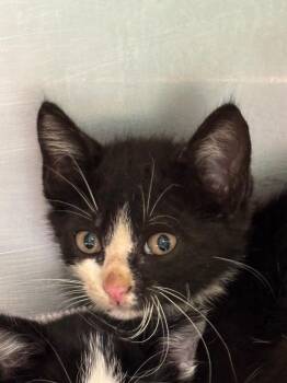 Domestic Short Hair Cats Available for Adoption in Belton, Texas - HOUSE | PetCurious