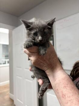 Great White -  Domestic Short Hair Cat for Adoption in Bolivar, Missouri - Great White | PetCurious