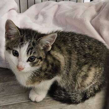 Melody -  Domestic Short Hair Cat for Adoption in Montgomery, Alabama - Melody | PetCurious