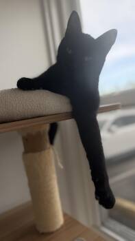 Gloria -  American Shorthair Cat for Adoption in Hull, Massachusetts - Gloria | PetCurious