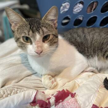 Tito -  Domestic Short Hair Cat for Adoption in Liverpool, Texas - Tito | PetCurious
