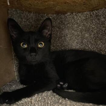 Luna (James kitten 2) -  Domestic Short Hair Cat for Adoption in Westport, Connecticut - Luna (James Kitten 2) | PetCurious