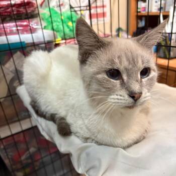 Rescue Domestic Short Hair Cats for Adoption in Centerville, Georgia - Sing Sing | PetCurious