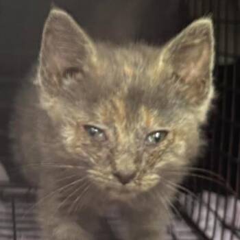 Golddust -  Domestic Short Hair Cat for Adoption in Gordonsville, Tennessee - Golddust | PetCurious