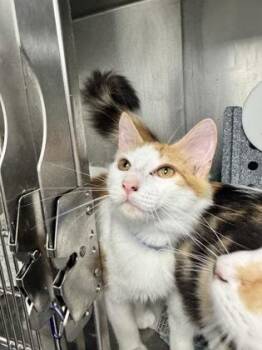 Simba -  Domestic Short Hair Cat for Adoption in Daytona Beach, Florida - Simba | PetCurious