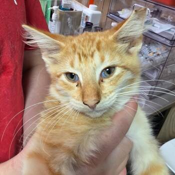 Flame -  Domestic Medium Hair Cat for Adoption in Leander, Texas - Flame | PetCurious