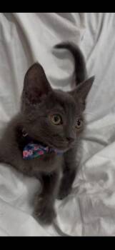 EMBER -  Domestic Short Hair Cat for Adoption in San Jose, California - EMBER | PetCurious