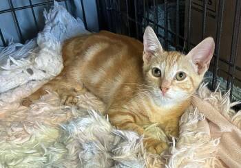 Molly Weasley -  Tabby Cat for Adoption in Randolph, Massachusetts - Molly Weasley | PetCurious