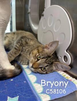 Bryony -  Domestic Short Hair Cat for Adoption in Clarksville, Tennessee - Bryony | PetCurious