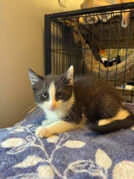 Navy -  Domestic Short Hair Cat for Adoption in Freeport, New York - Navy | PetCurious