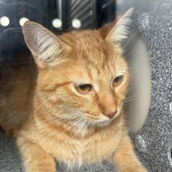 Sherman -  Domestic Short Hair Cat for Adoption in Birmingham, Alabama - Sherman | PetCurious