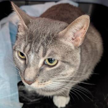 Domestic Short Hair Cats Available for Adoption in Fairport, New York - Zelda | PetCurious