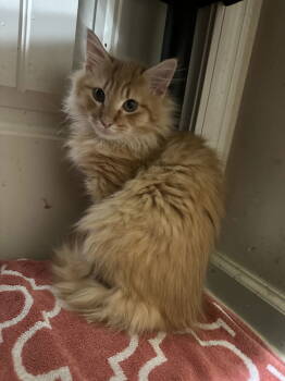 Rescue Domestic Long Hair Cats for Adoption in Ball Ground, Georgia - Steve-O | PetCurious
