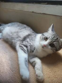 Nano -  Egyptian Mau and Bengal Cat for Adoption in Wolcott, Connecticut - Nano | PetCurious