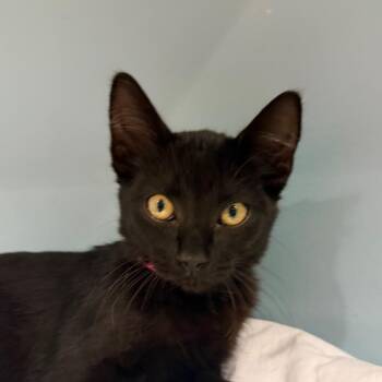 Black Widow -  Domestic Short Hair Cat for Adoption in Chattanooga, Tennessee - Black Widow | PetCurious