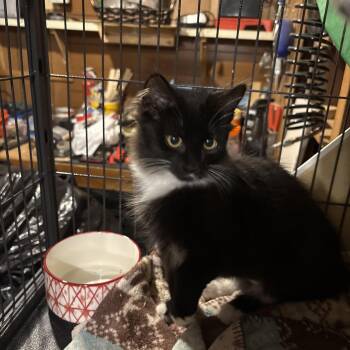 Rescue Domestic Long Hair Cats for Adoption in Fredericton, New Brunswick - Aria | PetCurious