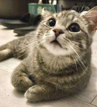 Tabby and Domestic Short Hair Cats Available for Adoption in Vaughan, Ontario - Milton (bonded With Mila) | PetCurious