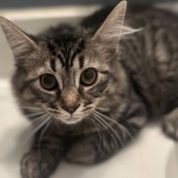 Montgomery (aka Monty) -  Domestic Long Hair Cat for Adoption in Philadelphia, Pennsylvania - Montgomery (aka Monty) | PetCurious