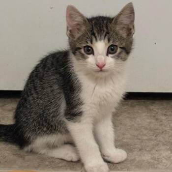 Boogie -  Domestic Short Hair Cat for Adoption in Chesapeake, Virginia - Boogie | PetCurious