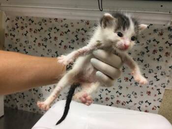 HOLLY -  Domestic Short Hair Cat for Adoption in Riverside, California - HOLLY | PetCurious