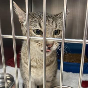 Domestic Short Hair Cats Available for Adoption - Biscotti | PetCurious