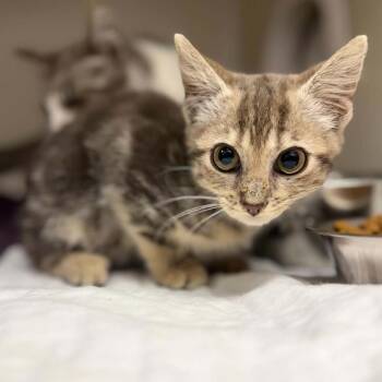 Rook -  Domestic Short Hair Cat for Adoption in Jacksboro, Tennessee - Rook | PetCurious