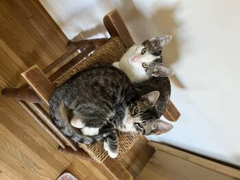 Rescue Domestic Short Hair Cats for Adoption in Los Angeles, California - Twizzler & Reese (bonded Siblings) | PetCurious