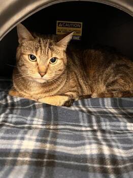 CARLA -  Domestic Short Hair Cat for Adoption in Dallas, Texas - CARLA | PetCurious