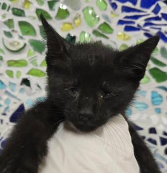 SAMBUCA -  Domestic Short Hair Cat for Adoption in Pensacola, Florida - SAMBUCA | PetCurious