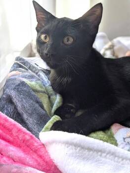 Uno -  Domestic Short Hair Cat for Adoption in Champaign, Illinois - Uno | PetCurious