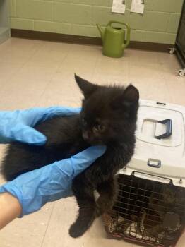Domestic Short Hair Cats Available for Adoption in Burnsville, North Carolina - Velva | PetCurious
