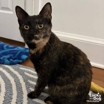 Domestic Short Hair Cats Available for Adoption - Francesca | PetCurious