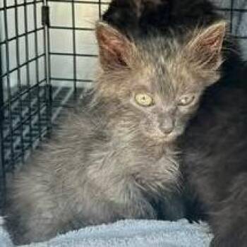 Rock -  Domestic Medium Hair Cat for Adoption in Bristol, Indiana - Rock | PetCurious