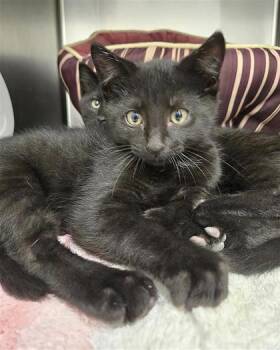 Domestic Short Hair Cats Available for Adoption - Patrick | PetCurious