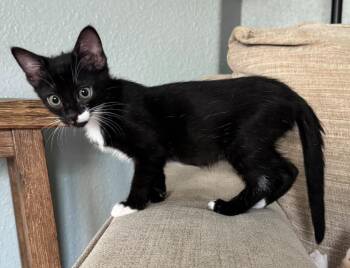 Cannolli -  Domestic Short Hair Cat for Adoption in Magnolia, Texas - Cannolli | PetCurious
