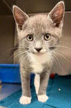 Purse-string -  Domestic Short Hair Cat for Adoption in Ocala, Florida - Purse-string | PetCurious