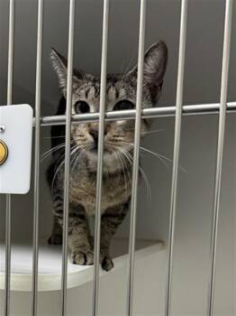 ENZO -  Domestic Short Hair Cat for Adoption in Texas City, Texas - ENZO | PetCurious