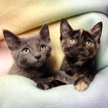 Mike & Izzie -  Domestic Short Hair Cat for Adoption in Marseilles, Illinois - Mike & Izzie | PetCurious