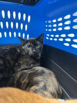 Sitrus -  Domestic Short Hair Cat for Adoption in Ontario, California - Sitrus | PetCurious