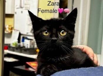 Zara -  Domestic Short Hair Cat for Adoption in Cumberland, Maine - Zara | PetCurious