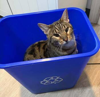 *Boomer -  Bengal Cat for Adoption in Hudson, New Hampshire - *Boomer | PetCurious