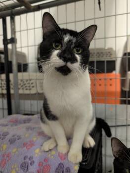Rock (Bonder Pair with Stash) -  Domestic Short Hair Cat for Adoption in Columbus, Ohio - Rock (Bonder Pair With Stash) | PetCurious