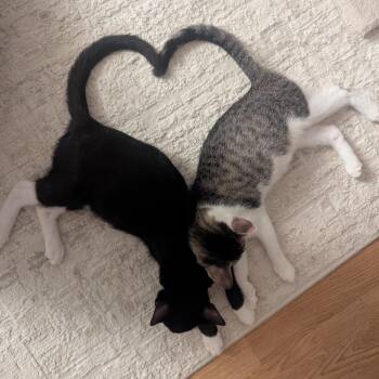 Cherry & Grape -  Tabby Cat for Adoption in Closter, New Jersey - Cherry & Grape | PetCurious